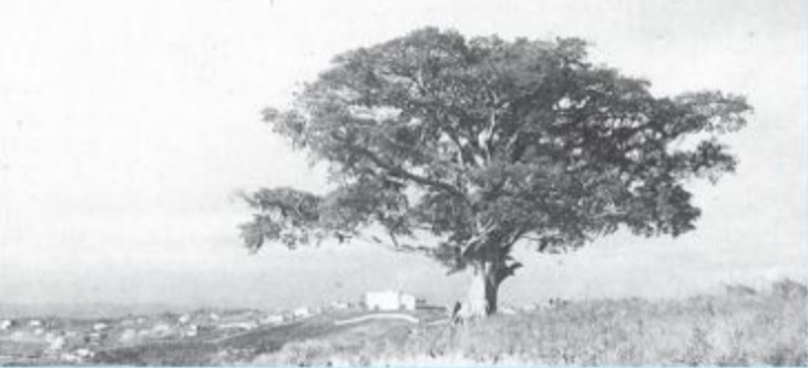 figueirao_foto_tree_arvore O Figueirão – símbolo vivo da história de Jandira