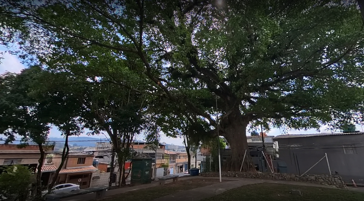 pcafigueirao O Figueirão – símbolo vivo da história de Jandira